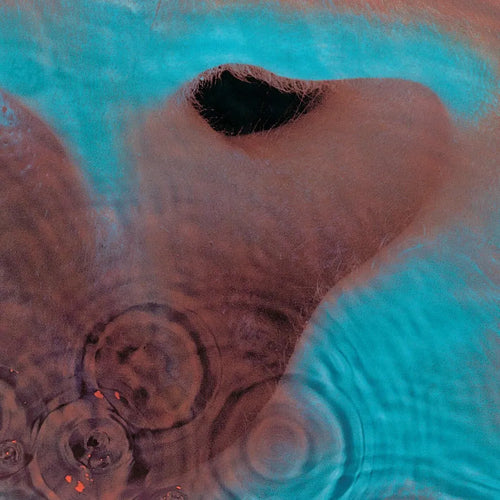 Pink Floyd - Meddle (CD nuevo)